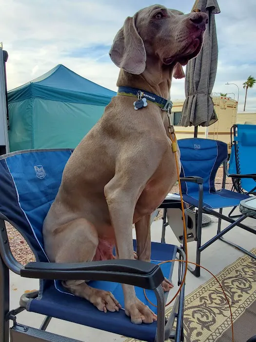 Arizona Veterinary Dental Specialists - Gilbert 7