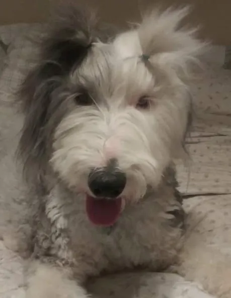 Arizona Veterinary Dental Specialists - Gilbert 6
