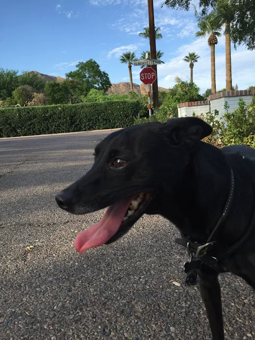 Arizona Veterinary Oncology 4