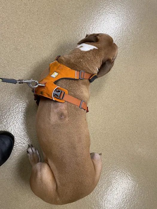 Arizona Veterinary Oncology 3