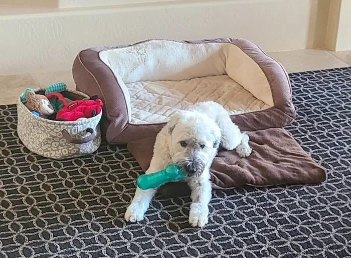 Arizona Veterinary Oncology 7