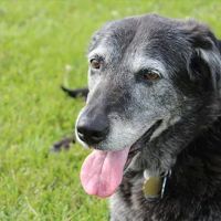 Great Hearts Animal Hospital of Chandler ico