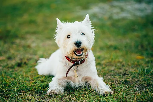 Great Hearts Animal Hospital of Chandler 2