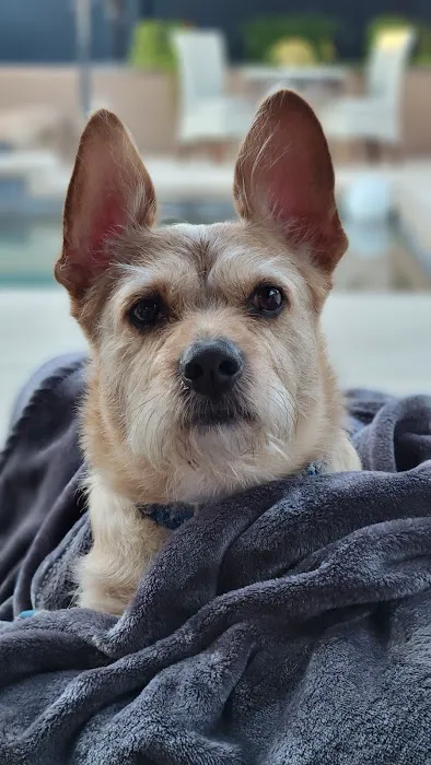 Great Hearts Animal Hospital of Chandler 4