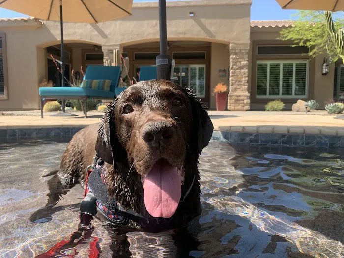 Great Hearts Animal Hospital of Chandler 8