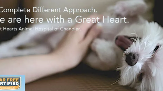 Great Hearts Animal Hospital of Chandler 5