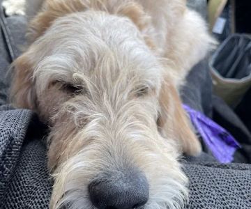 Homeward Bound Spay Neuter Hospital