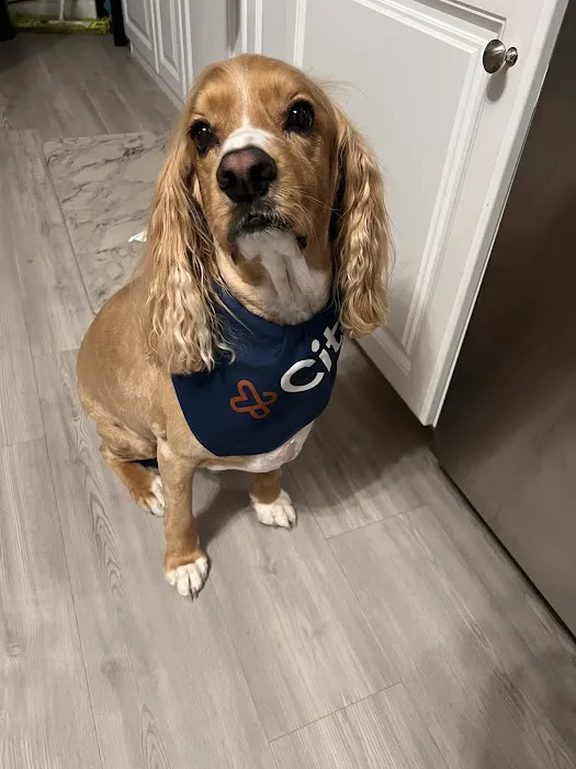 CityVet | Chandler 1