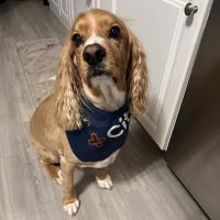 CityVet | Chandler ico