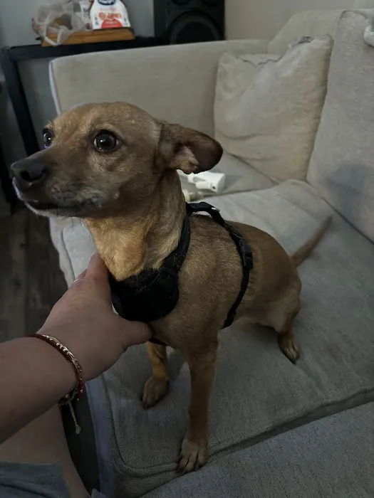 CityVet | Chandler 6