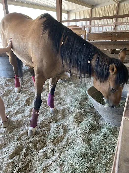 Arizona Equine Medical & Surgical Centre 8