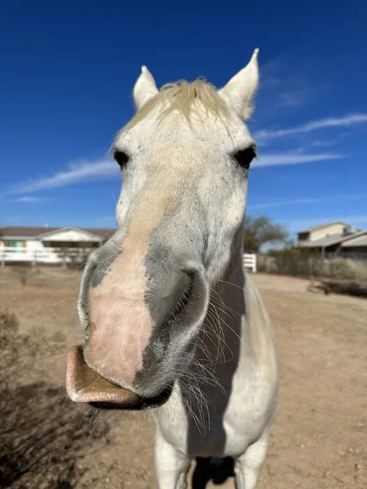 Arizona Equine Medical & Surgical Centre 3