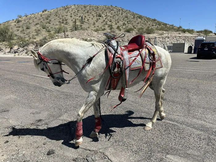Arizona Equine Medical & Surgical Centre 6