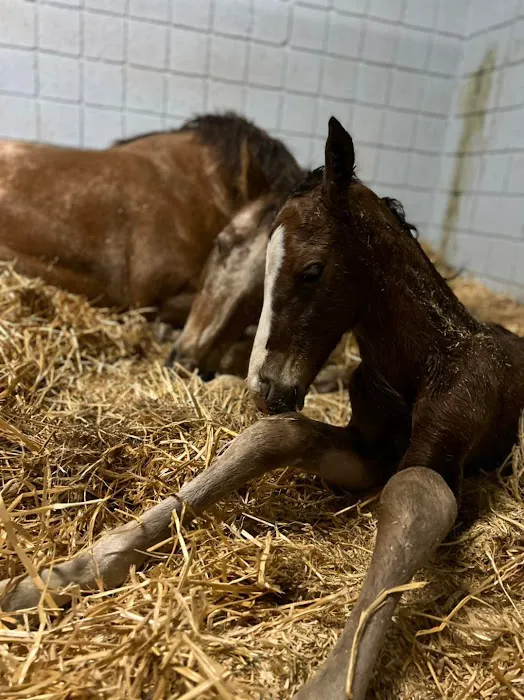 Arizona Equine Medical & Surgical Centre 9