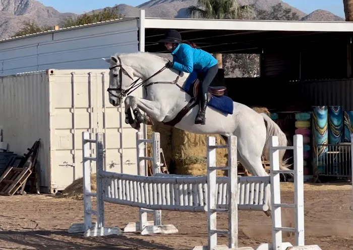 Arizona Equine Medical & Surgical Centre 5
