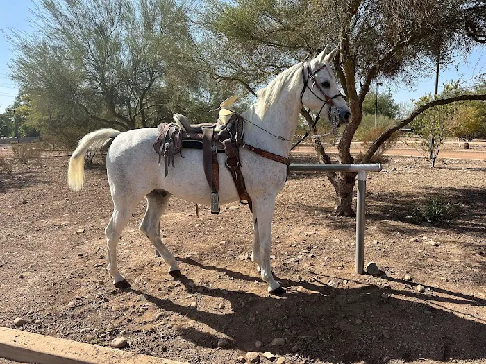Arizona Equine Medical & Surgical Centre 4