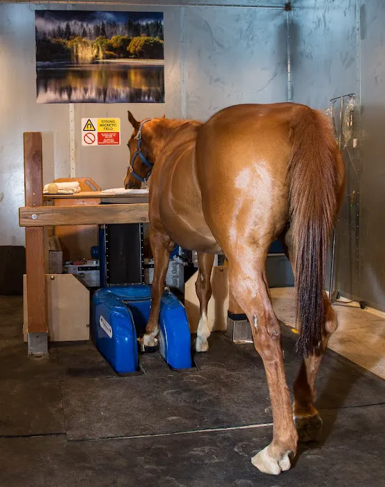 Arizona Equine Medical & Surgical Centre 10