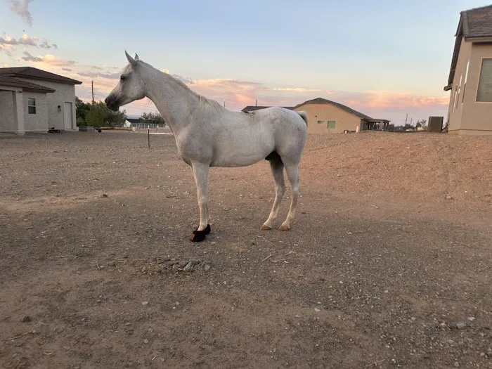 Arizona Equine Medical & Surgical Centre 2