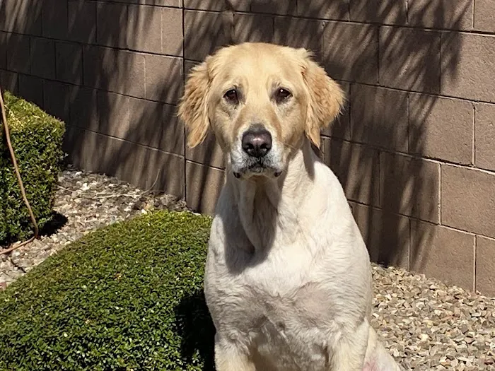 Animal Medical Center of Chandler 6