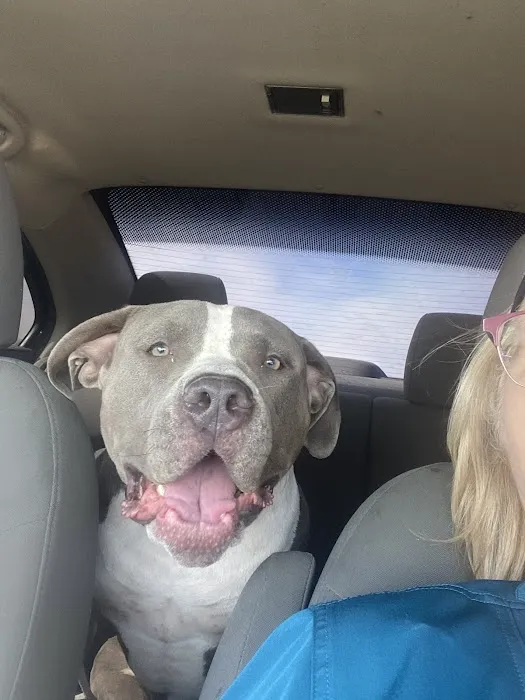 Animal Medical Center of Chandler 9