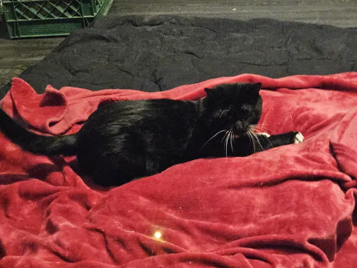 Valley Spay and Neuter Clinic 1