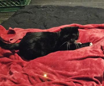 Valley Spay and Neuter Clinic