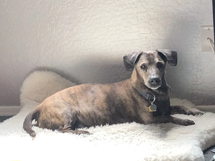 Banfield Pet Hospital 1
