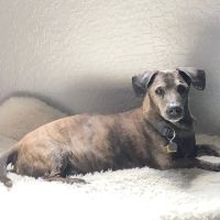 Banfield Pet Hospital ico