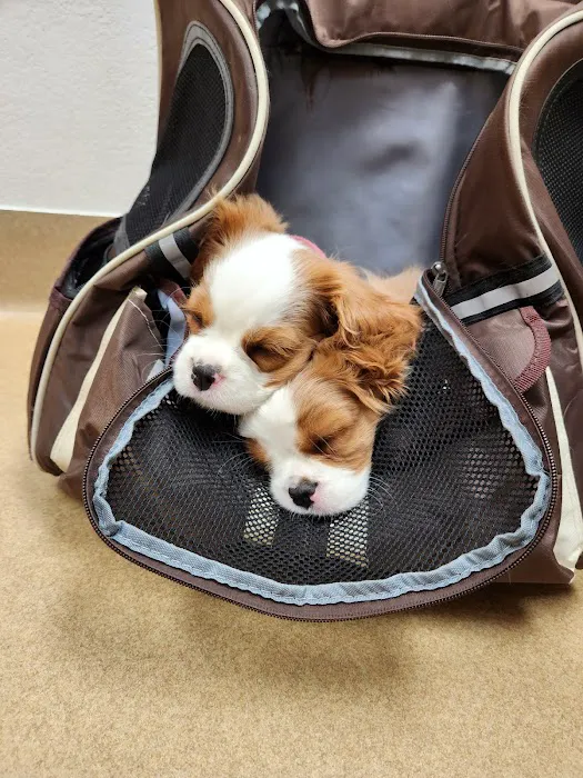 Eye Care for Animals 3