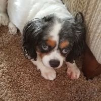 Eye Care for Animals ico