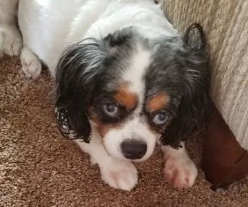 Eye Care for Animals