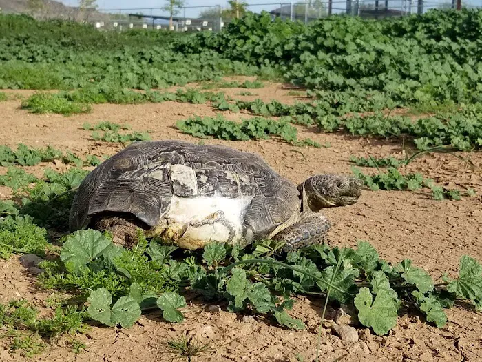 Tree of Life Exotic Pet Medical Center 8