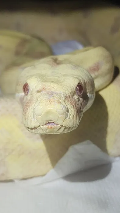 Tree of Life Exotic Pet Medical Center 2