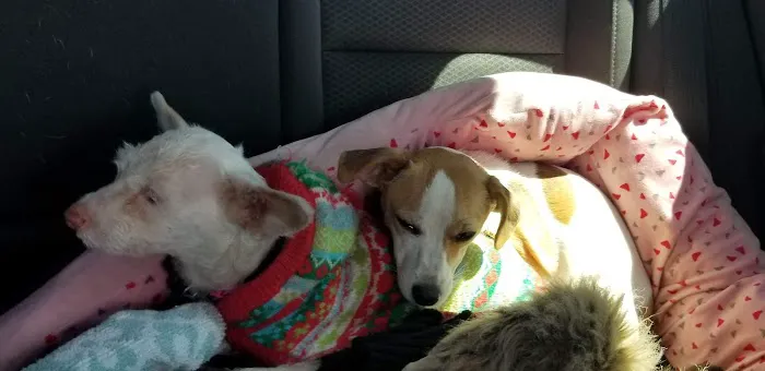 Petco Vaccination Clinic 2