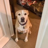Agua Fria Animal Hospital ico