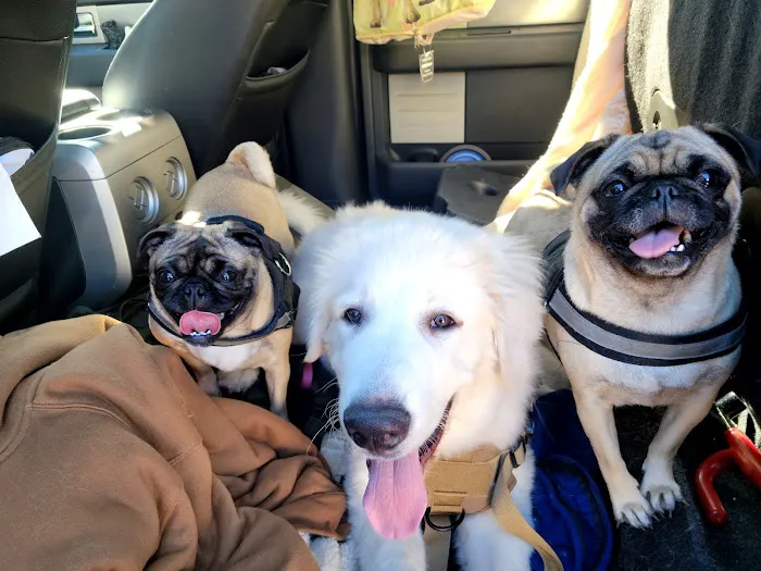 Spay Neuter Clinic: Glendale 8