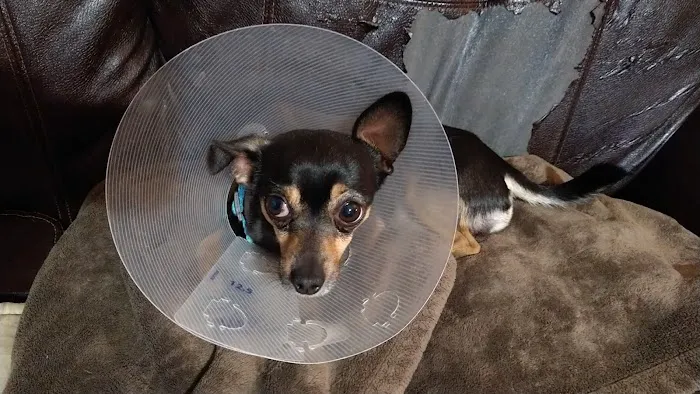 Spay Neuter Clinic: Glendale 7