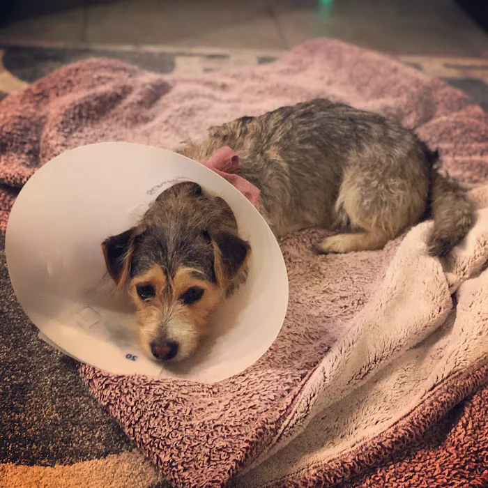 Spay Neuter Clinic: Glendale 10