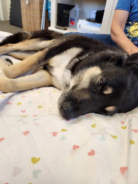 Veterinary Acupuncture and Alternative Medicine in Phoenix 3