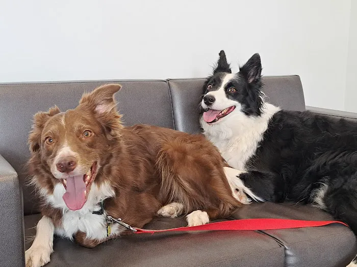 Arizona Animal Hospital 6