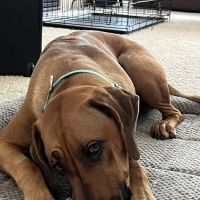 Arizona Animal Hospital ico