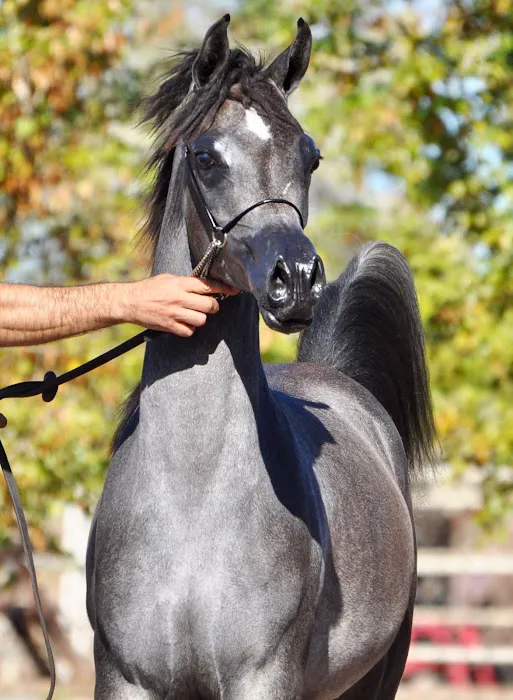Chaparral Veterinary Medical Center 9