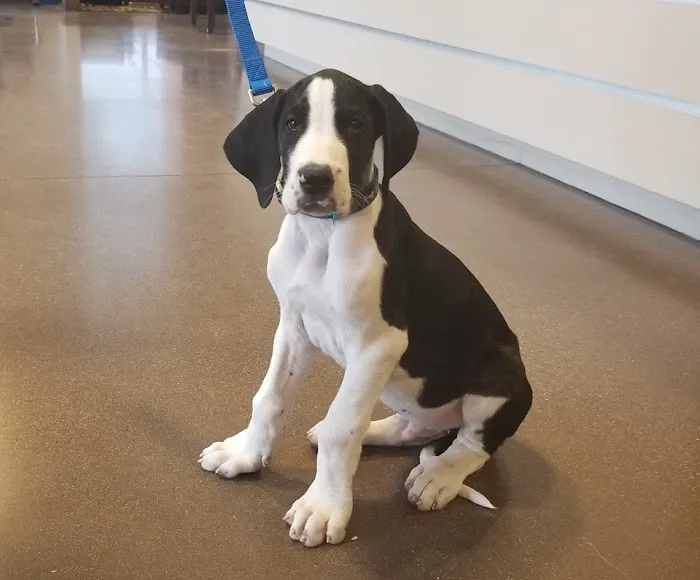 Chaparral Veterinary Medical Center 6