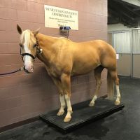 Chaparral Veterinary Medical Center ico