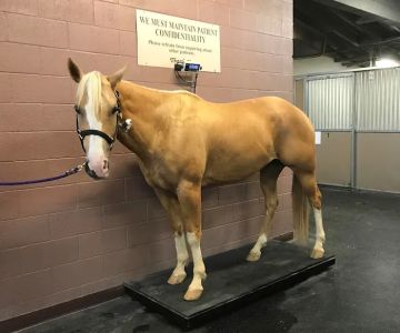 Chaparral Veterinary Medical Center