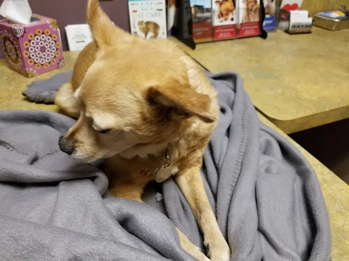 Chaparral Veterinary Medical Center 4