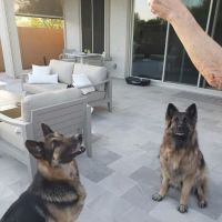 Veterinary Partners PLC ico