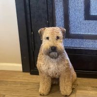 Daisy Mountain Veterinary Hospital ico