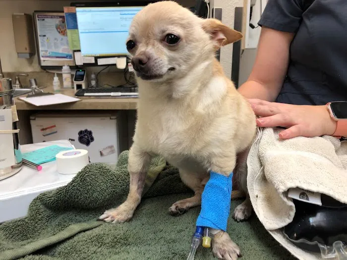 Animal Hospital at Anthem & Grooming 8
