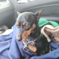 Animal Hospital at Anthem & Grooming ico